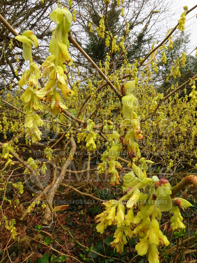 Corylopsis willmottiae (Cowslip bush, Winter hazel) 1 