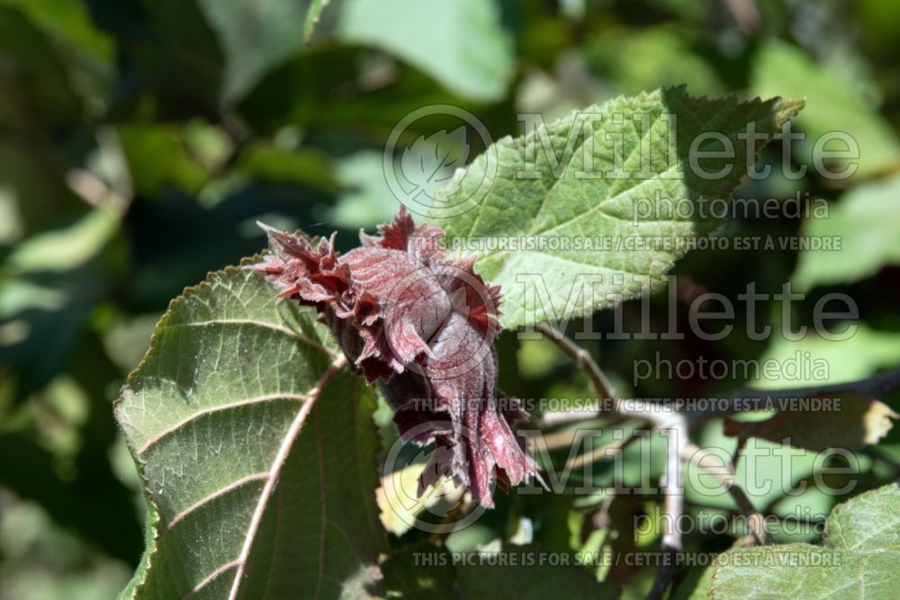 Corylus americana (Hazel hazelnut) 7 