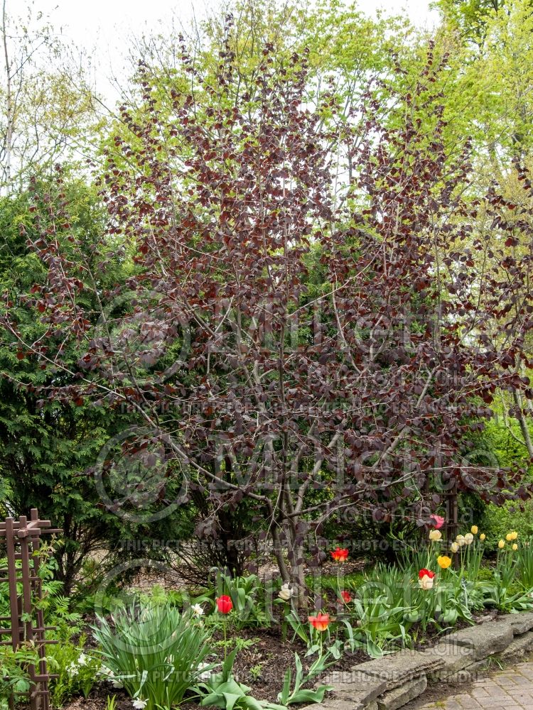 Corylus Rote Zeller (Hazel hazelnut) 1 