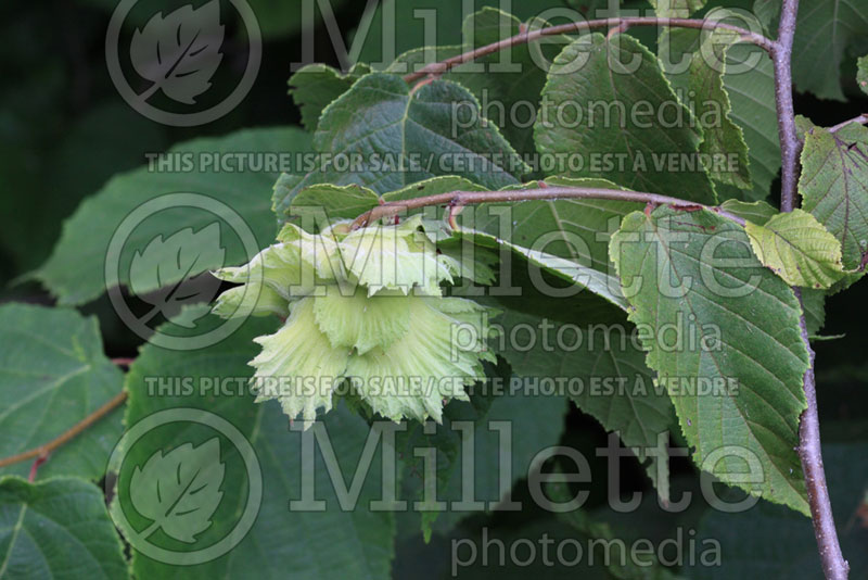 Corylus americana (Hazel hazelnut) 4 