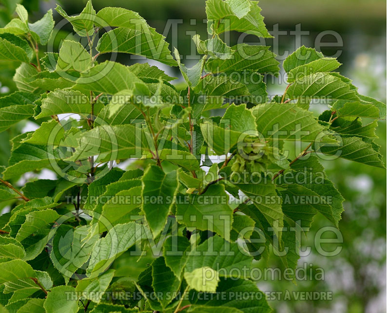 Corylus americana (Hazel hazelnut) 2 