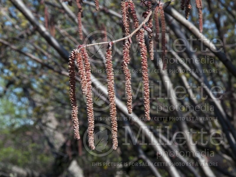 Corylus Purple Haze (Hazel hazelnut) 1 