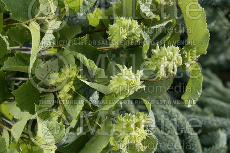 Corylus americana (Hazel hazelnut) 3 