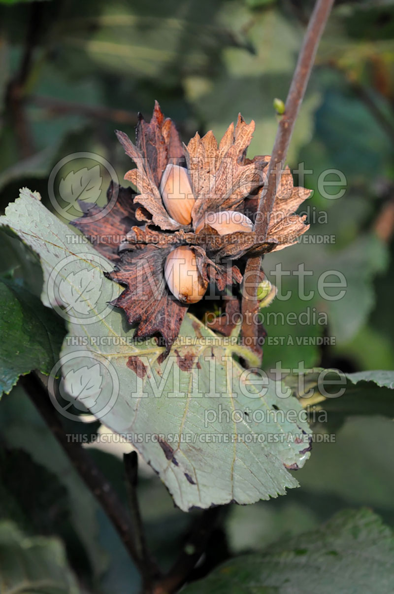 Corylus avellana (Hazel hazelnut) 2 