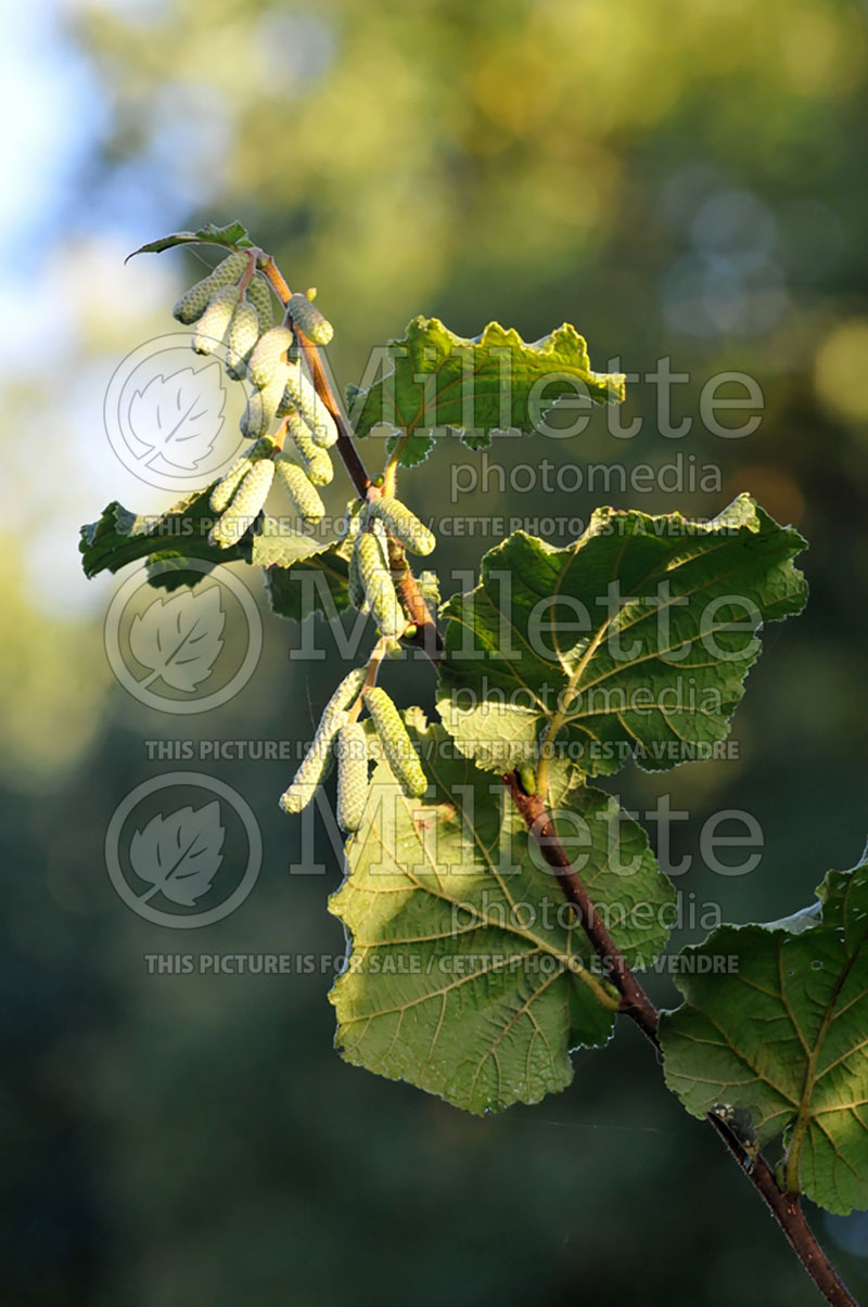 Corylus avellana - flowers (Hazel hazelnut) 3 