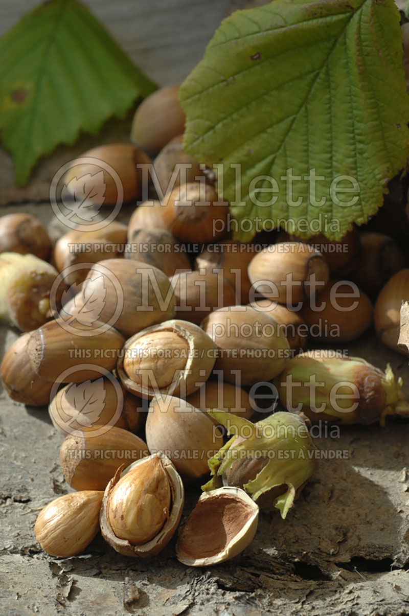 Corylus avellana (Hazel hazelnut) 1 