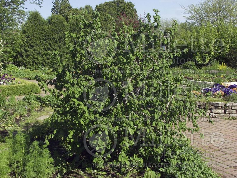 Corylus Contorta (Hazel hazelnut) 14 