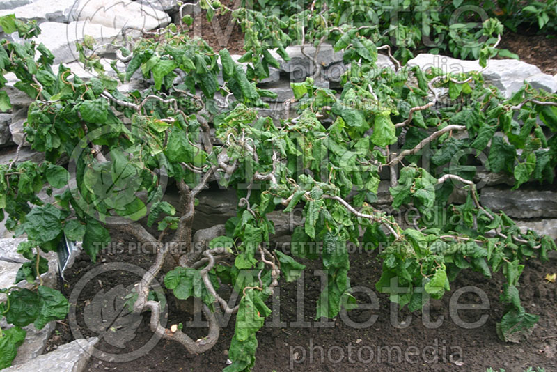 Corylus Contorta (Corkscrew hazel) 3