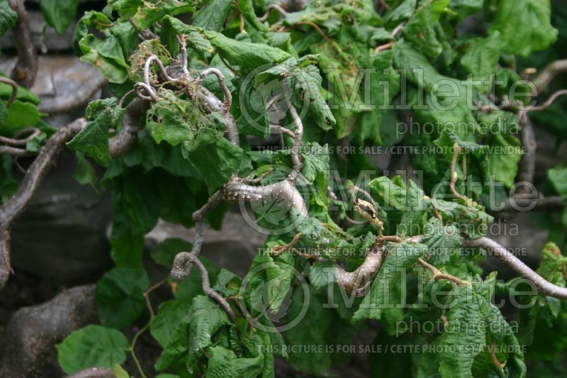 Corylus Contorta (Hazel hazelnut) 8 