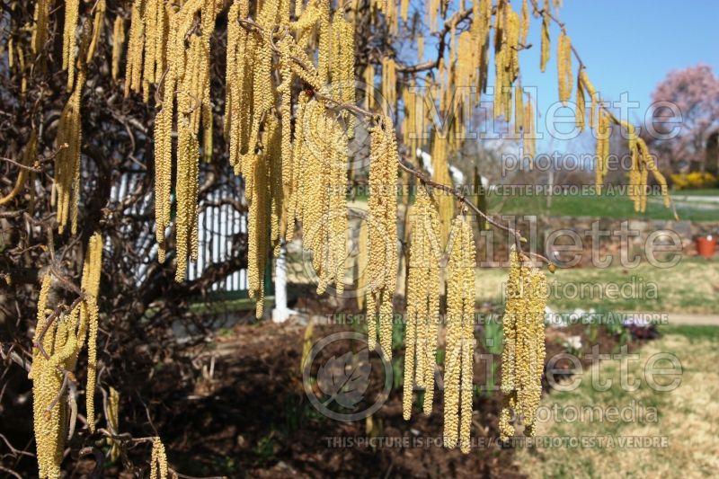 Corylus Contorta (Hazel hazelnut) 6 