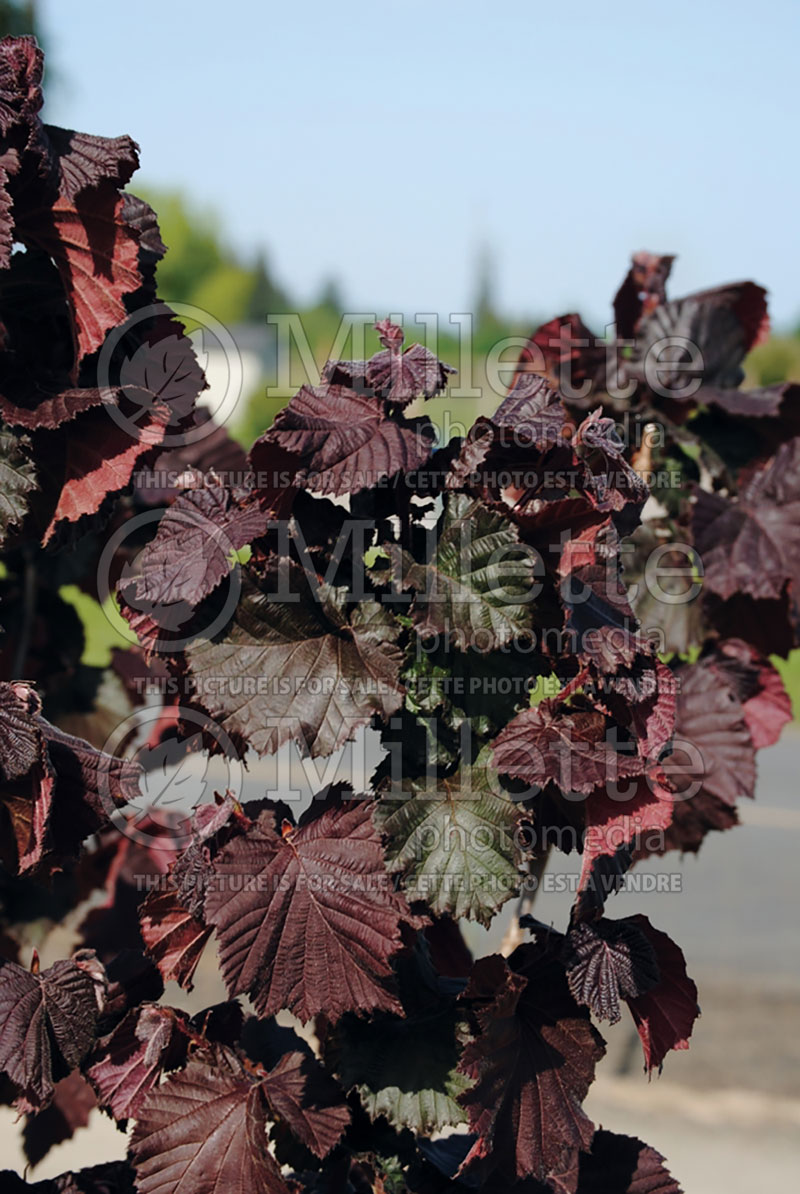 Corylus Red Dragon (Hazel hazelnut) 1 