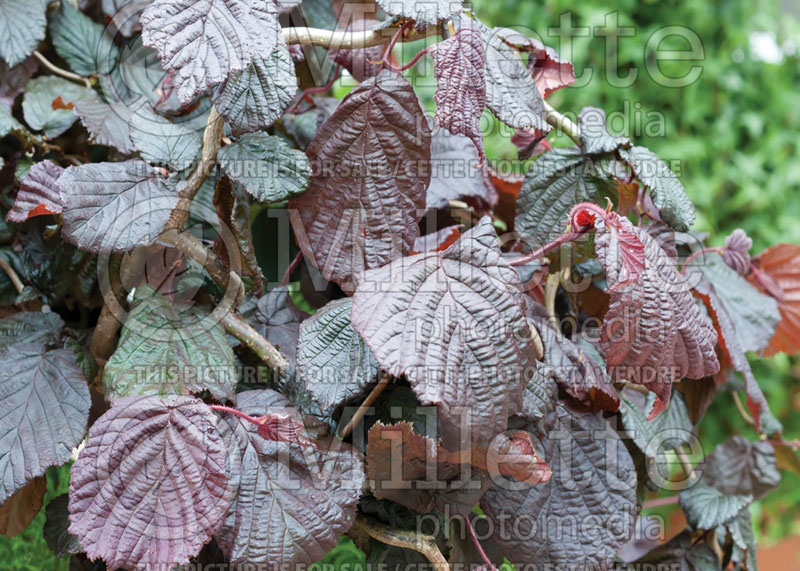 Corylus Royal Red (Hazel hazelnut) 2 