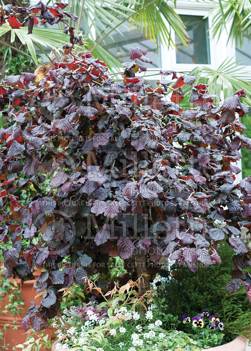 Corylus Royal Red (Hazel hazelnut) 1 