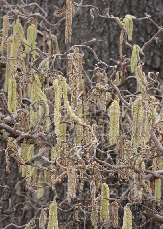 Corylus Contorta (Hazel hazelnut) 13 