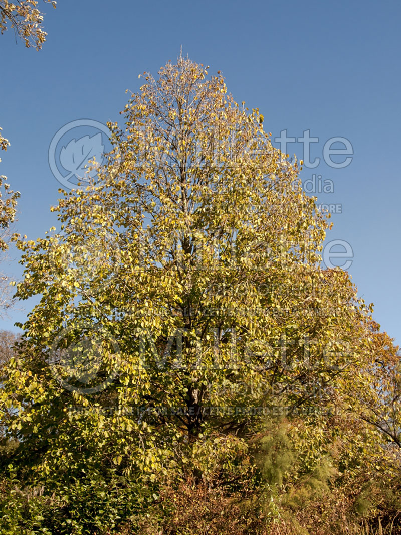 Corylus colurna (Hazel hazelnut) 1 