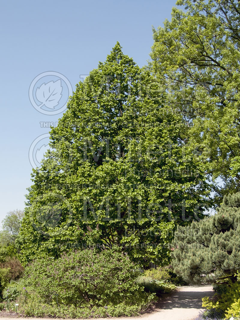 Corylus colurna (Hazel hazelnut) 2 