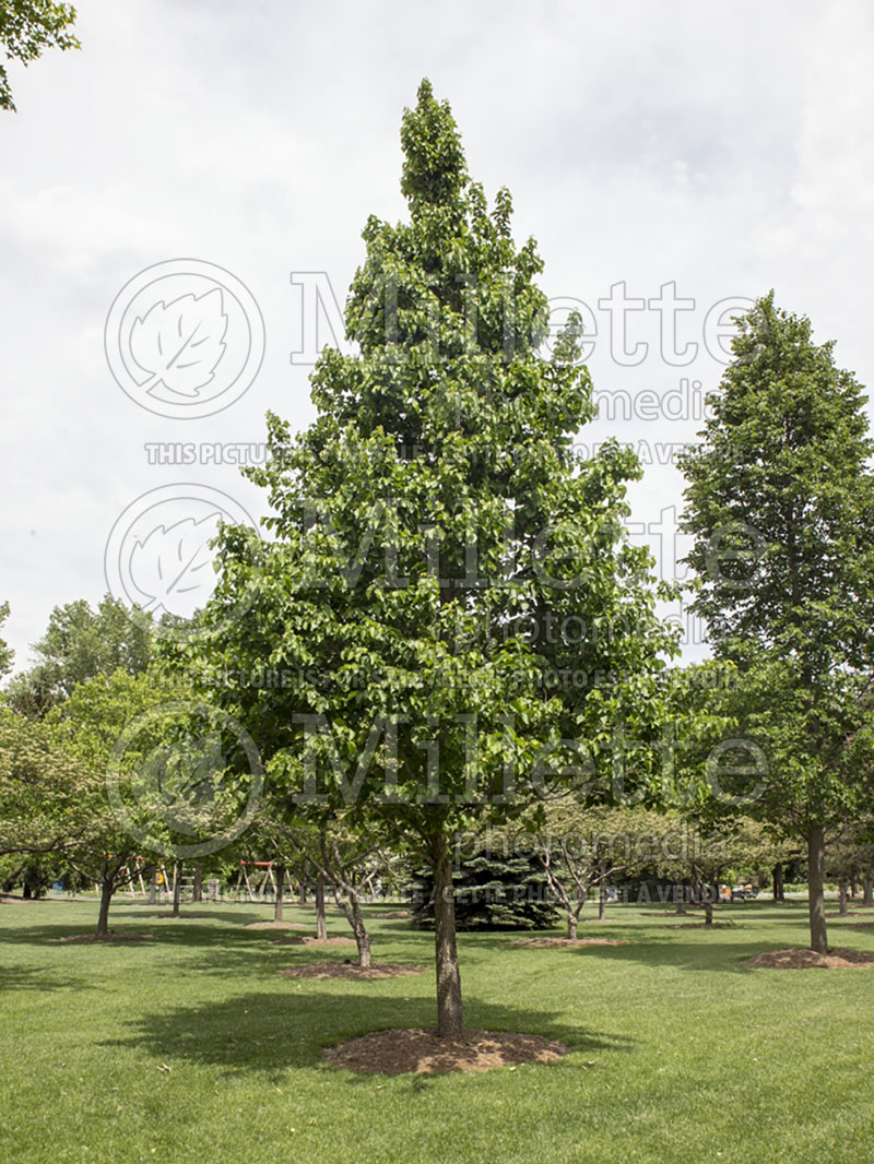 Corylus colurna (Hazel hazelnut) 3 