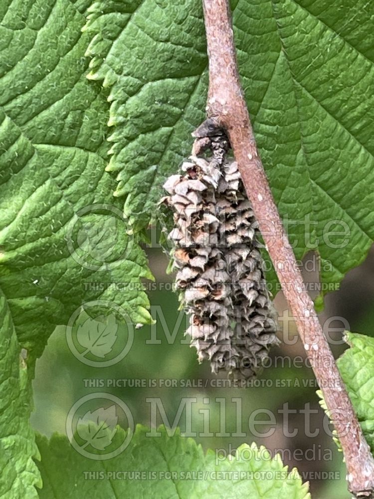 Corylus cornuta (beaked hazelnut) 4