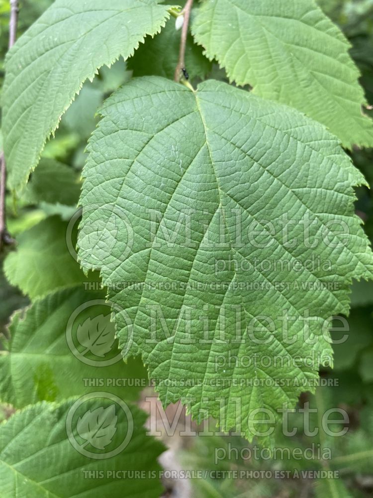 Corylus cornuta (beaked hazelnut) 7