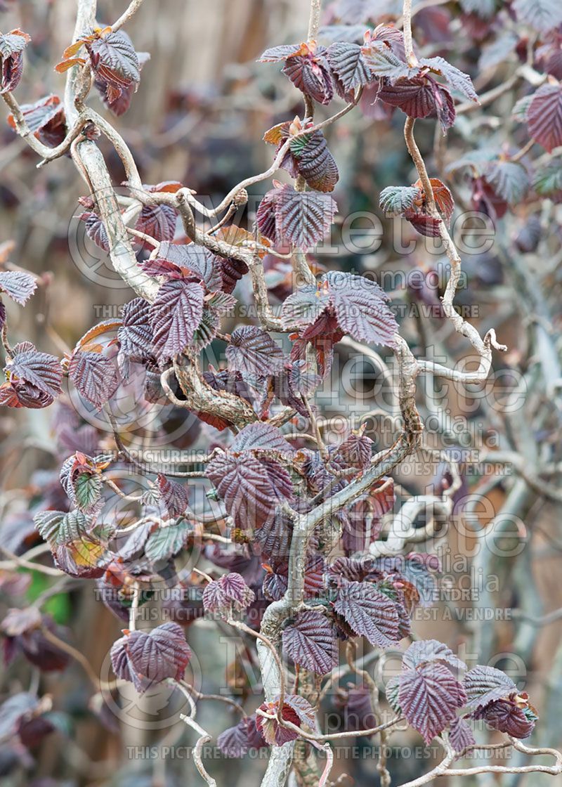 Corylus Red Majestic (Corkscrew hazel)  1