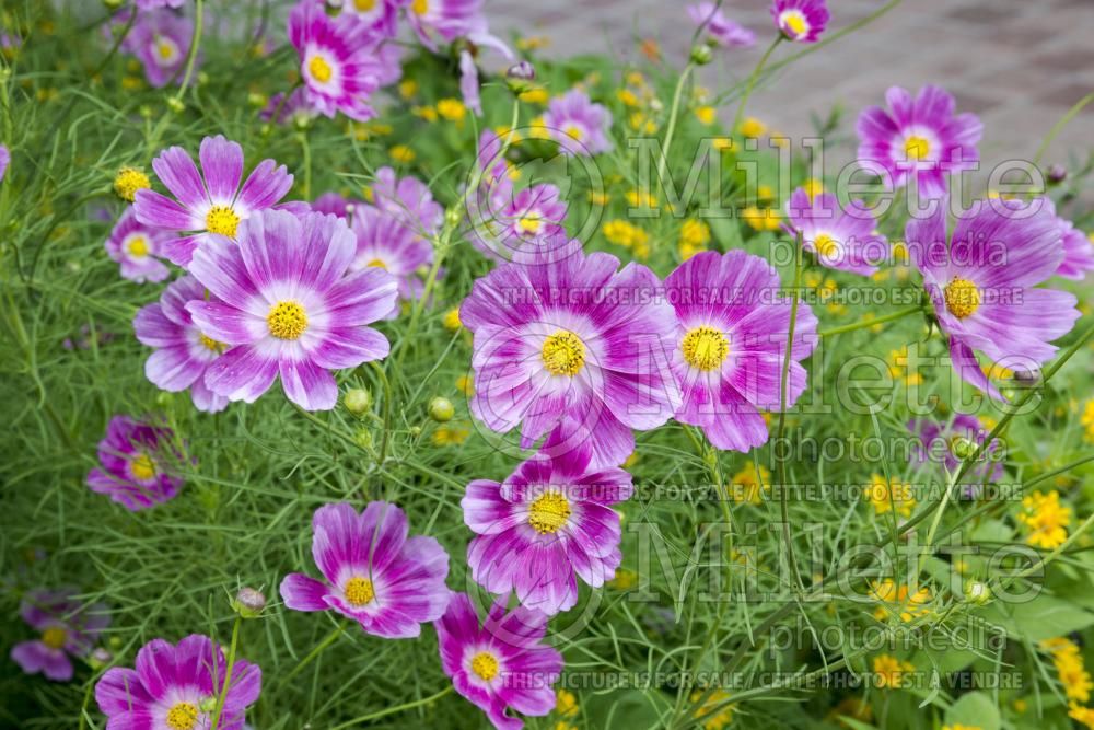 Cosmos Cosimo Dancing Dolls (Cosmos) 1