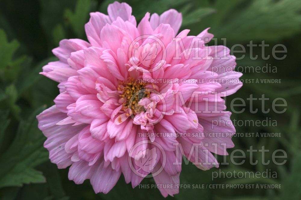 Cosmos Double Click Rose Bonbon (Cosmos) 1