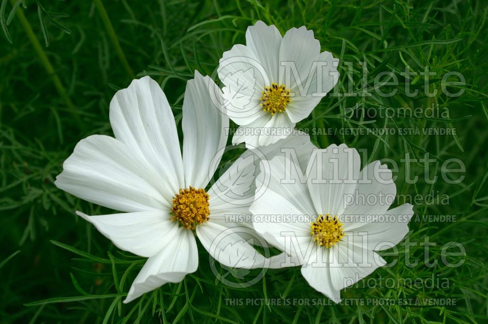 Cosmos Purity (Cosmos) 2 