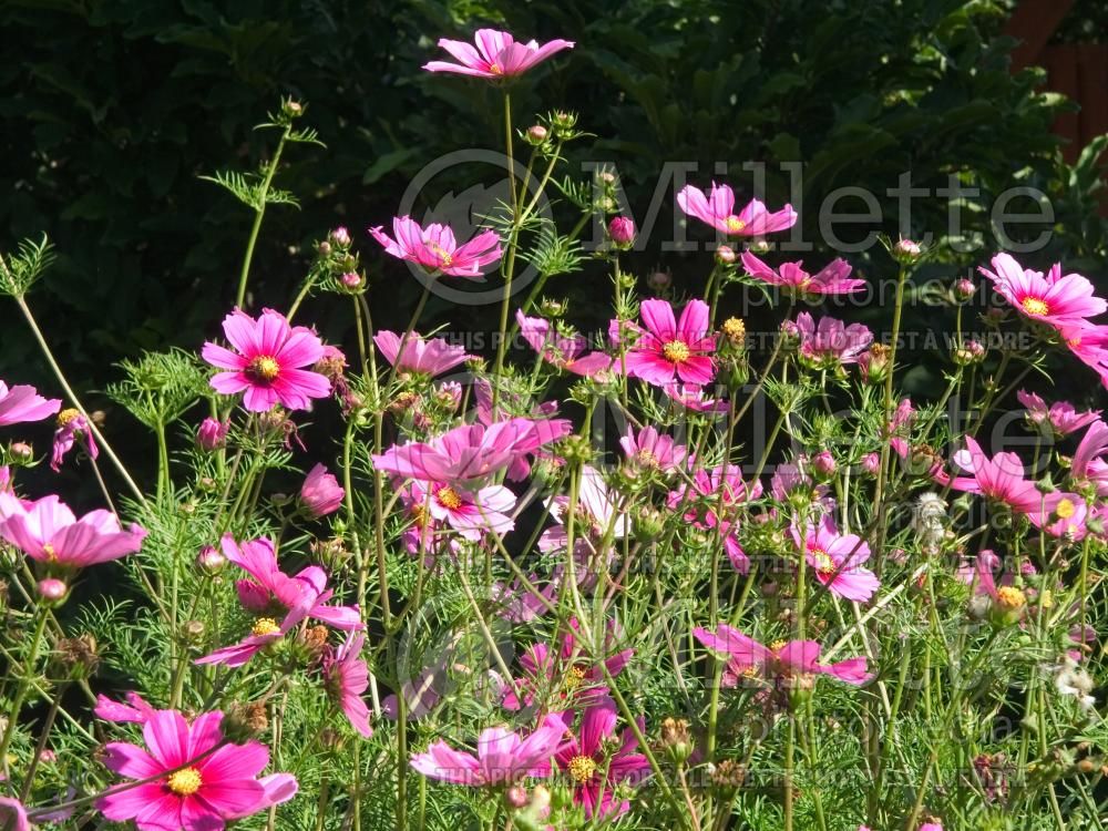 Cosmos Versailles Tetra (Cosmos) 9