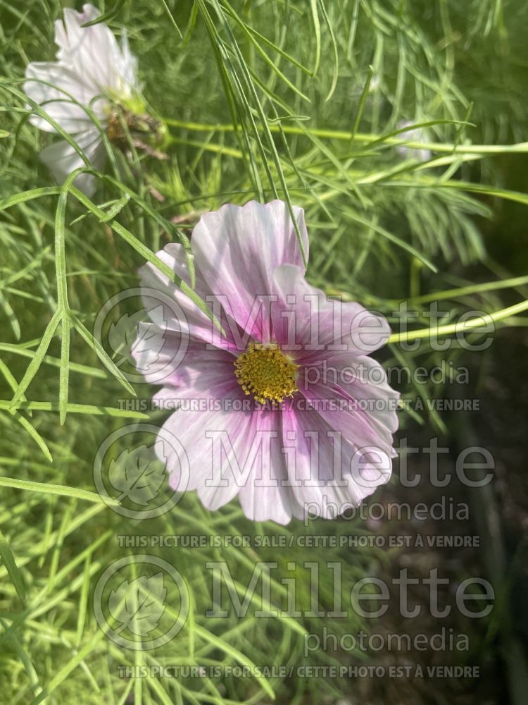 Cosmos Daydream (Cosmos) 2 