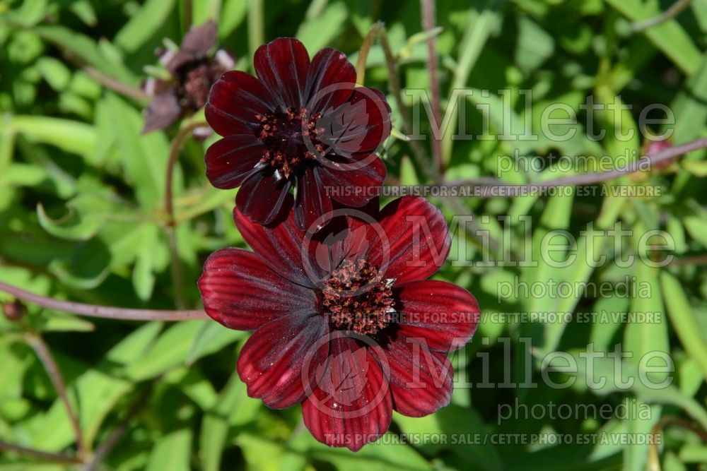 Cosmos Chocamocha (Cosmos) 1 