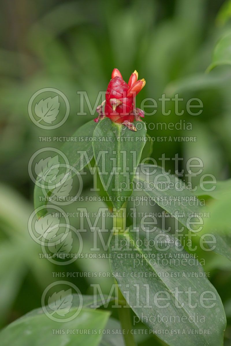 Costus woodsonii (Red Button Ginger)  2