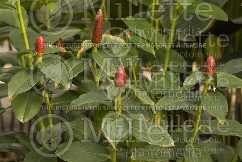 Costus woodsonii (Red Button Ginger)  1