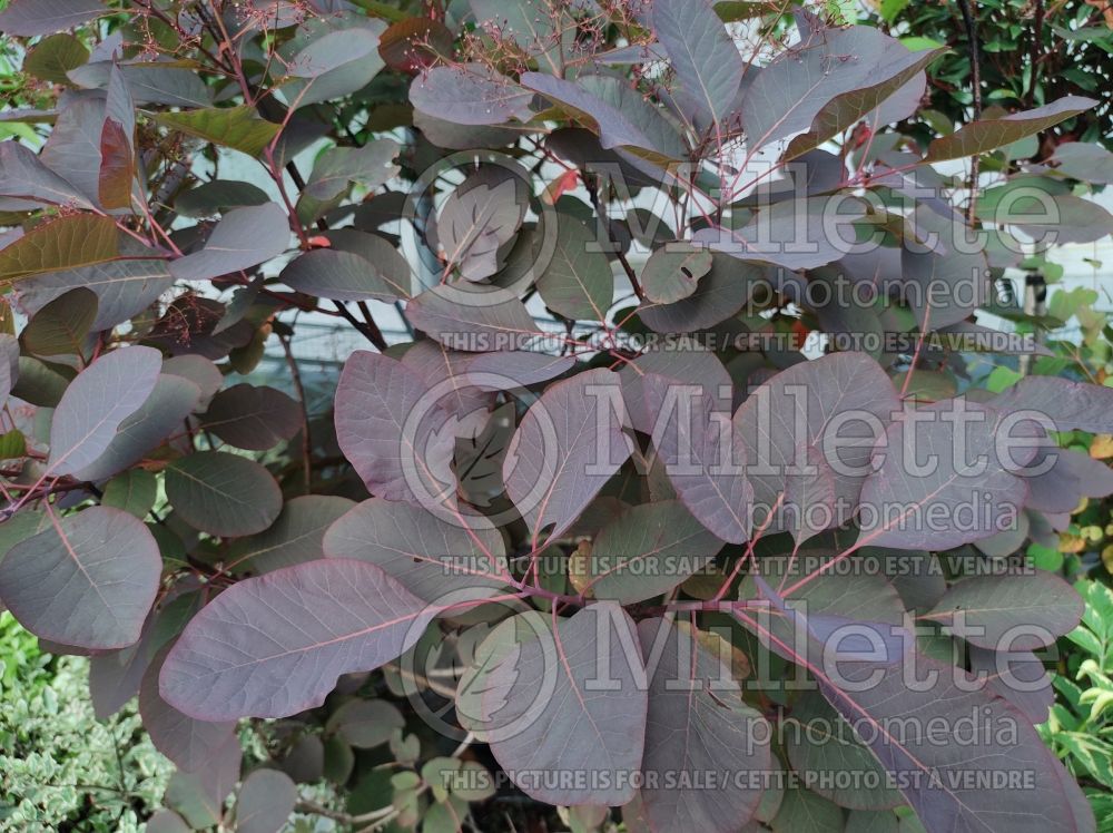 Cotinus Royal Purple (Smoketree) 2