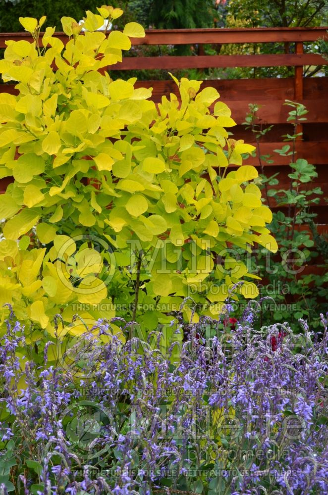 Cotinus Golden Spirit aka Ancot (Smoketree) 7 