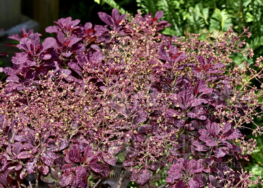 Cotinus Royal Purple (Smoketree) 3