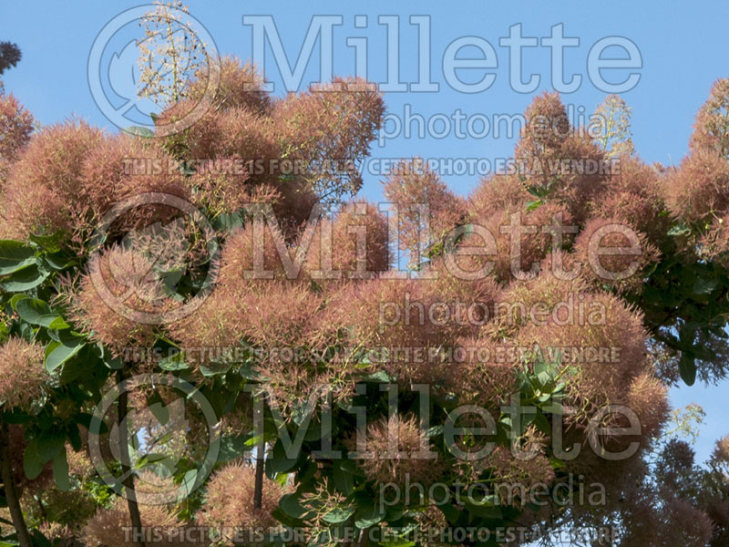 Cotinus Daydream (Purple Smoke Bush) 3 