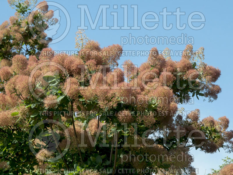 Cotinus Daydream (Purple Smoke Bush) 2 