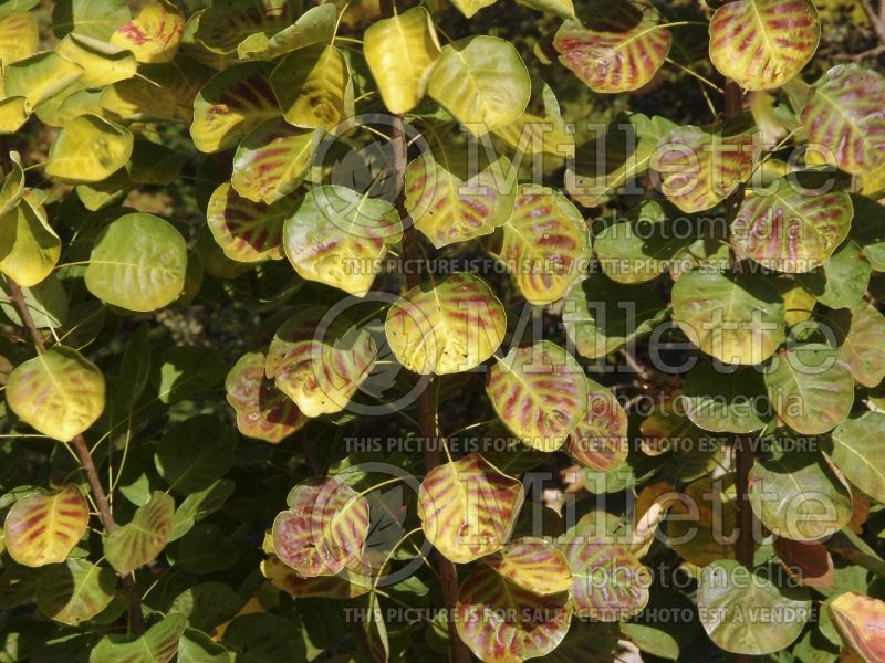 Cotinus Golden Spirit or Ancot (Smoketree) 3 