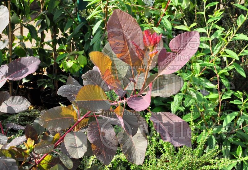 Cotinus Grace (Purple Smoke Bush) 1 