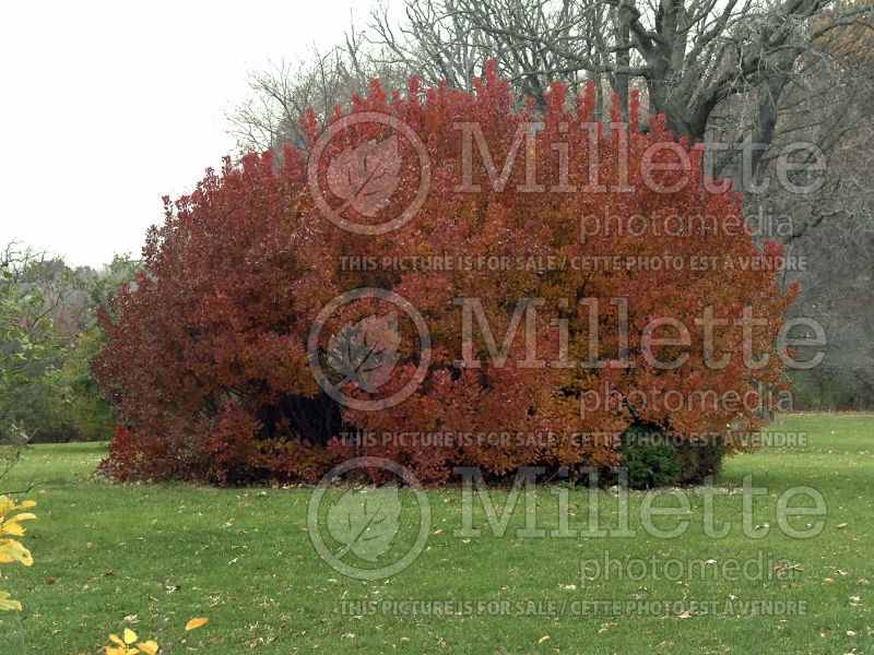 Cotinus Old Fashioned (Purple Smoke Bush) 1 