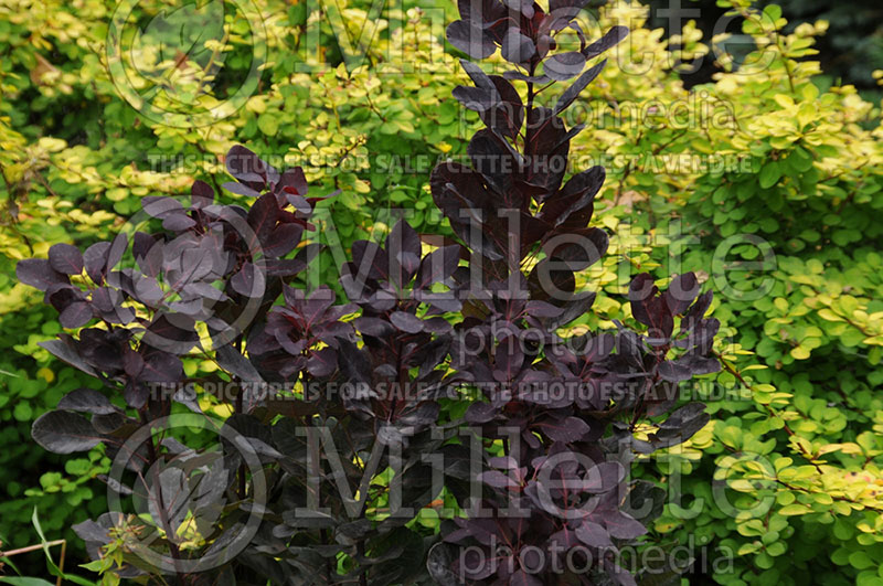 Cotinus Purple Supreme (Smoketree) 1  