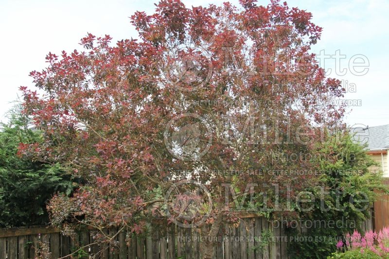 Cotinus Purpureus (Purple Smoke Bush) 2 