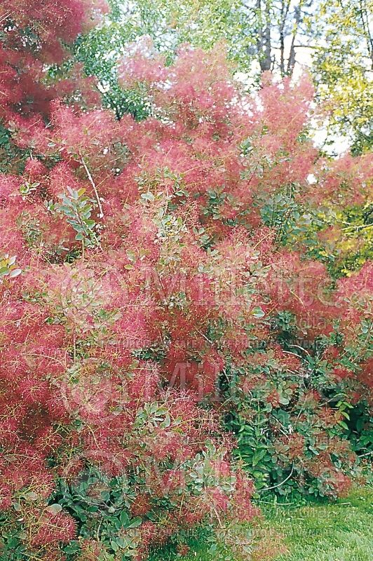 Cotinus Purpureus (Purple Smoke Bush) 3