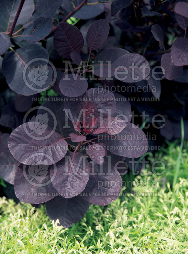 Cotinus Royal Purple (Smoketree) 1