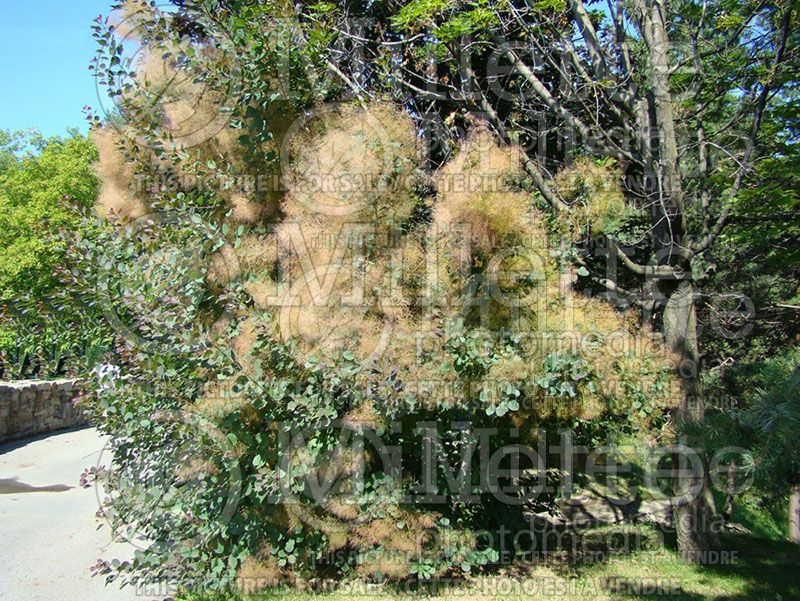 Cotinus Young Lady (Smoketree)  1