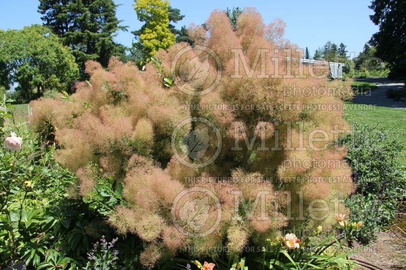 Cotinus Young Lady (Smoketree) 3 