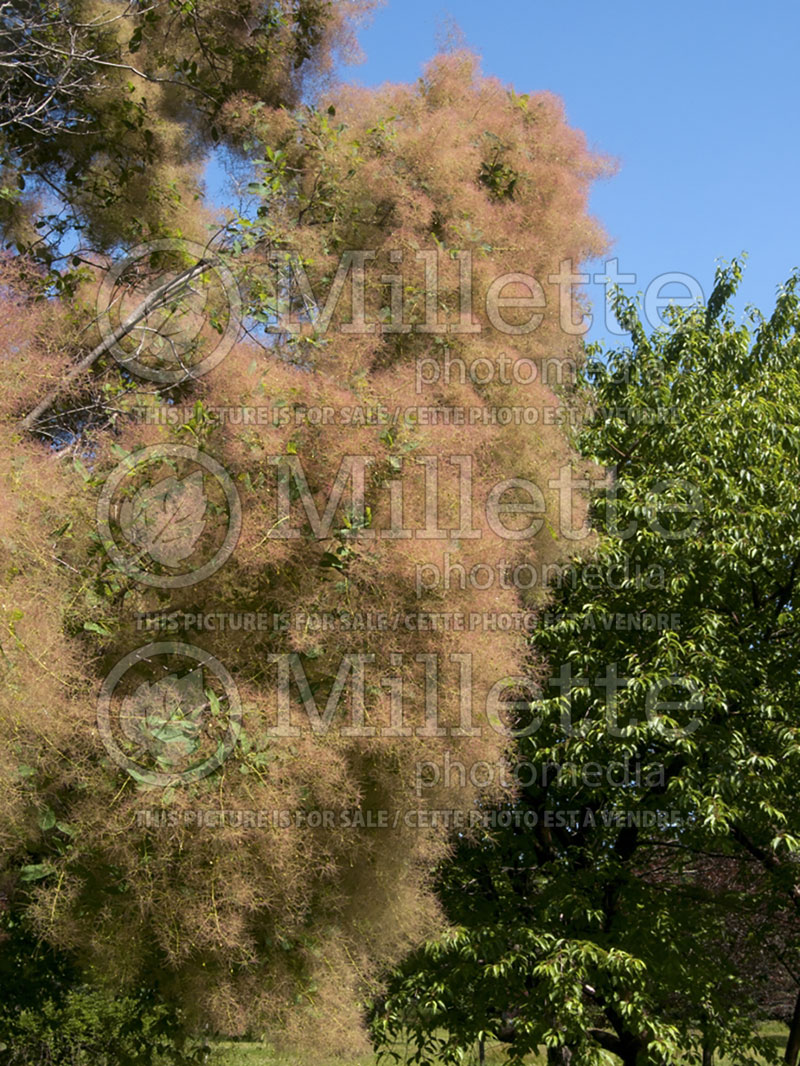 Cotinus obovatus (Purple Smoke Bush) 3 