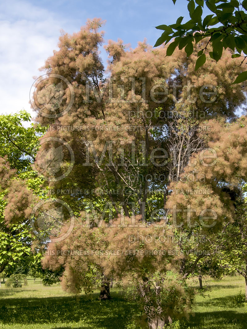 Cotinus obovatus (Purple Smoke Bush) 1 