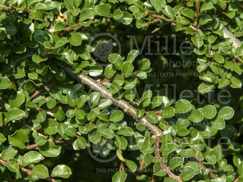 Cotoneaster Hessei (Cranberry) 8