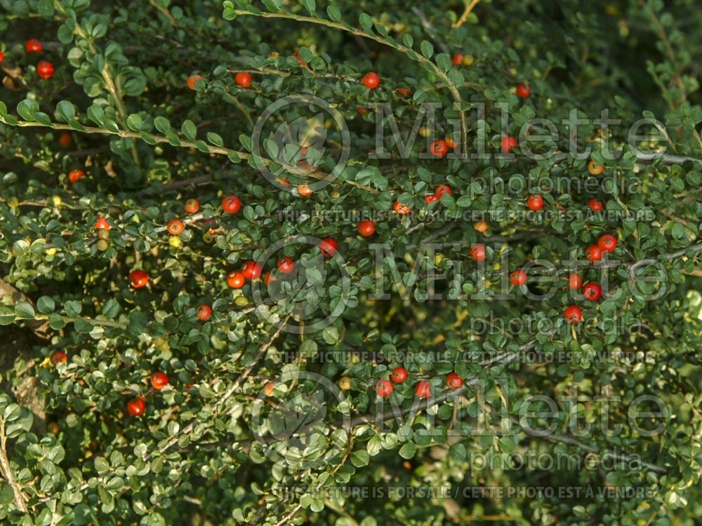Cotoneaster Hessei (Cranberry) 9